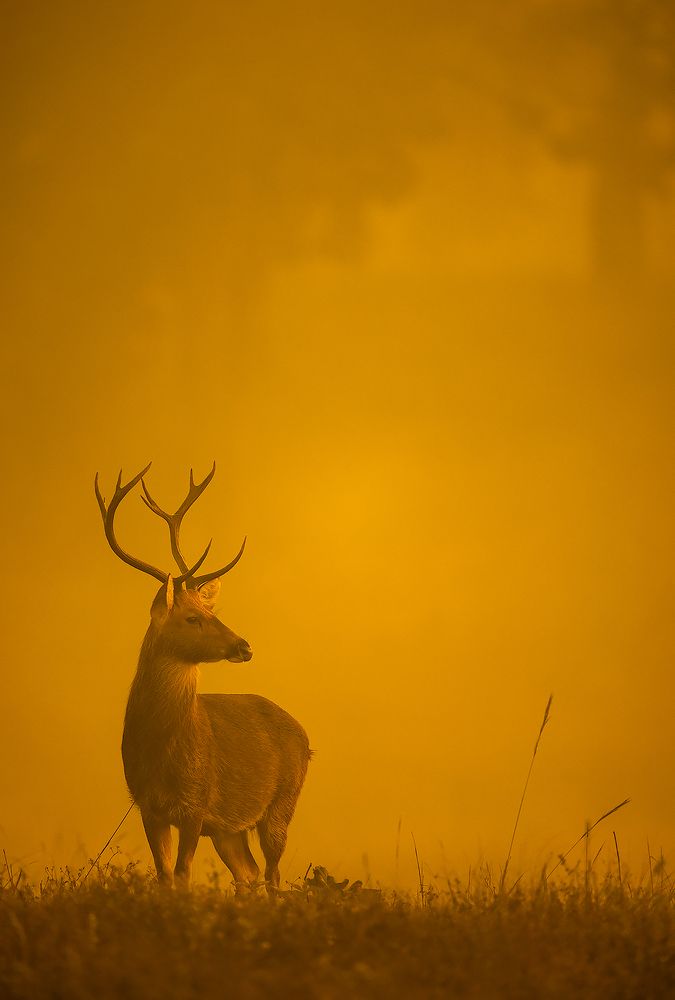 Photograph by Sumon Das