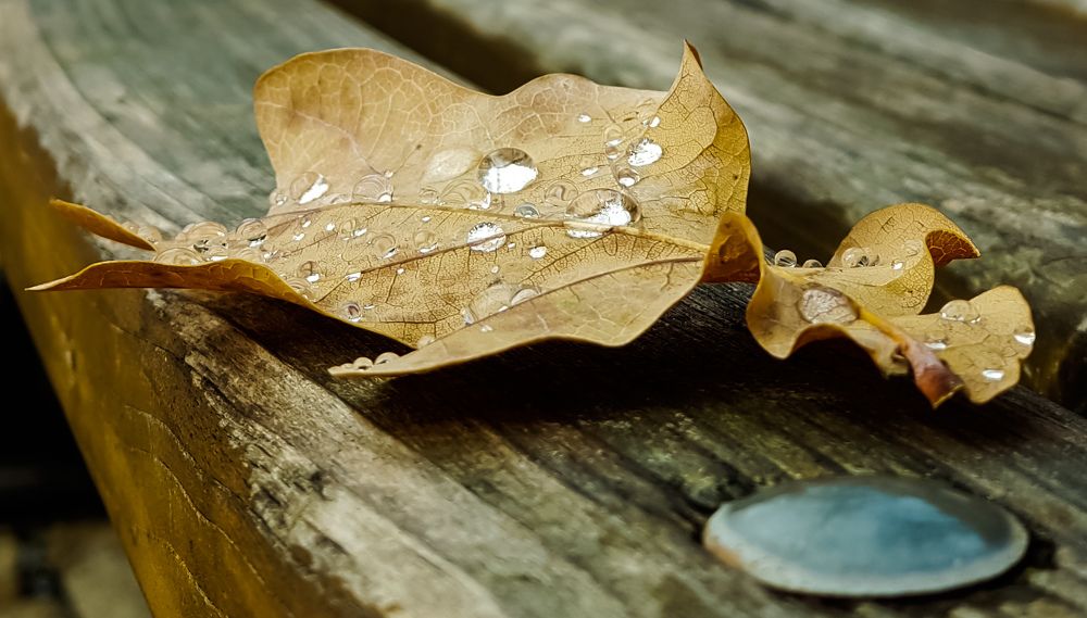 Morning little daimons