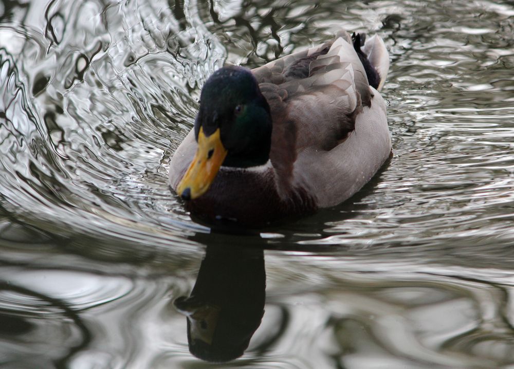 Photograph by Игорь Быков