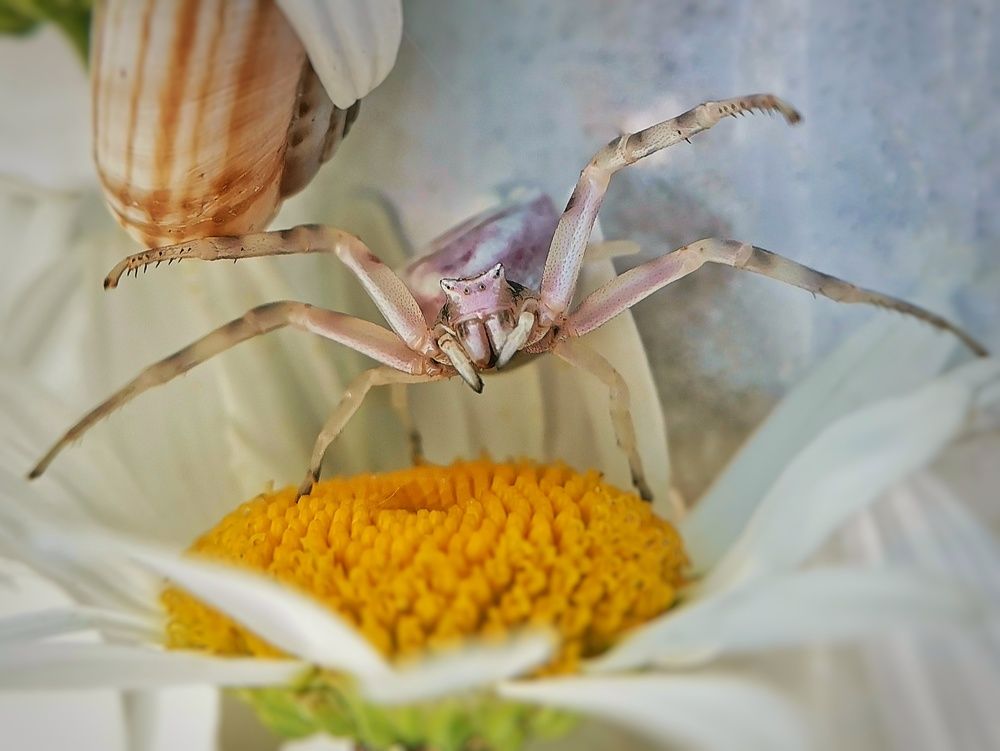 Photograph by Оксана Маракушина