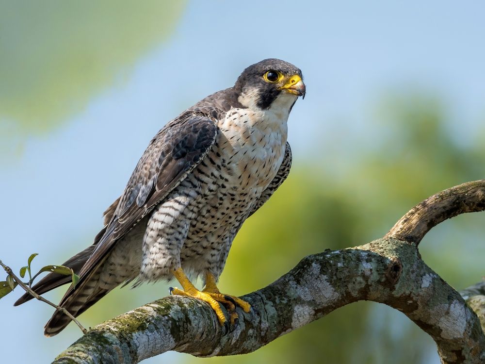 Photograph by TANMOY ETHAN