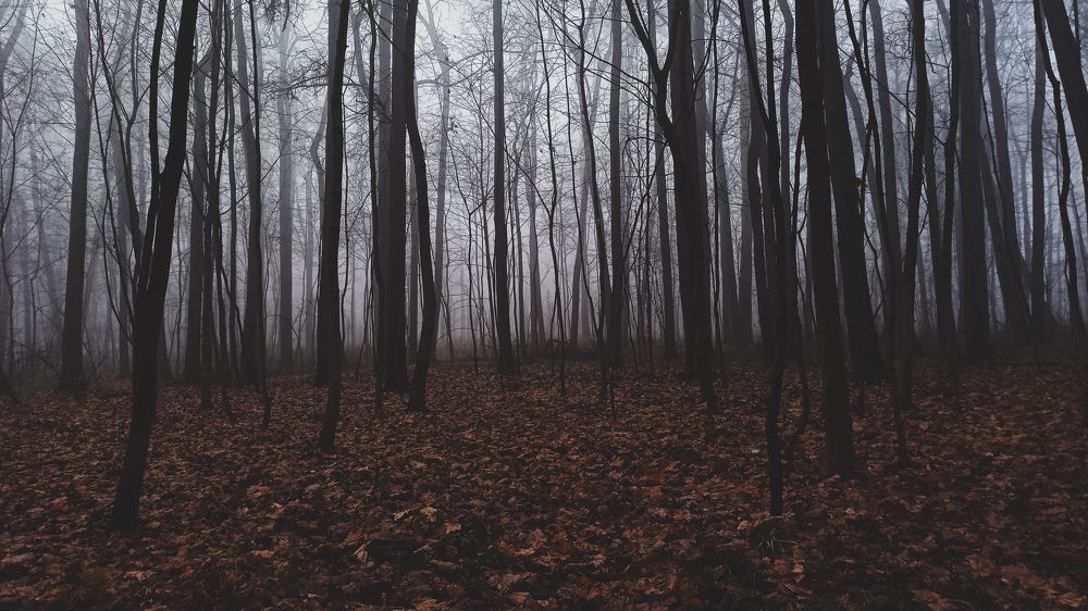 Photograph by Хельга Крас
