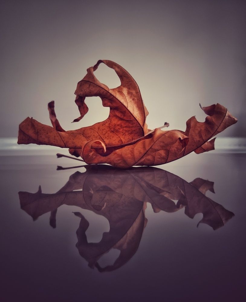 Фотография автора amal ahmed