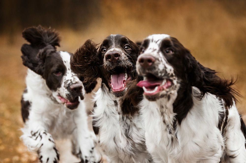 Photograph by Ольга Хазай