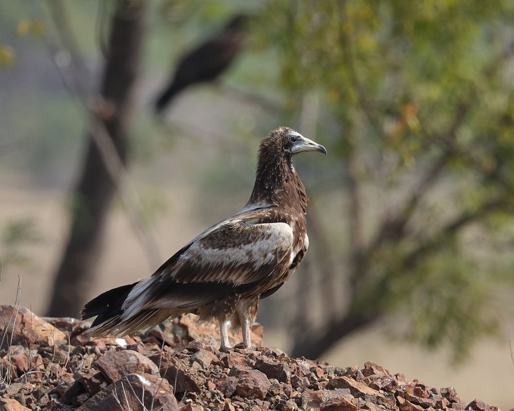 Photograph by Dantale Ajinkya