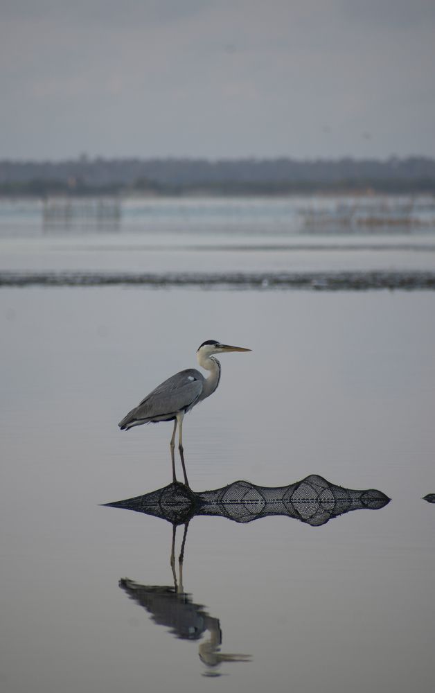 Фотография автора Lahiru Sihina