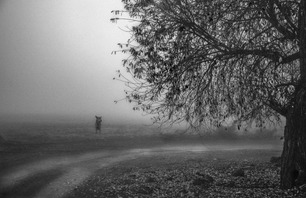 Photograph by syavesh Nikomanesh