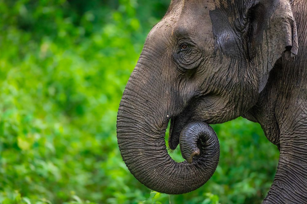 Photograph by Sumon Das