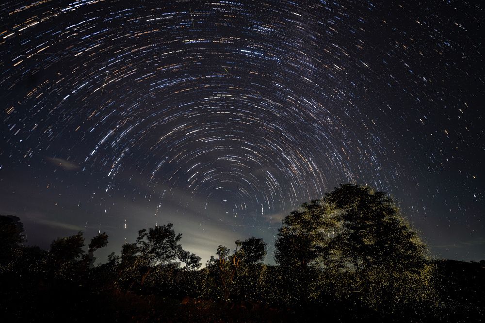 Fireflies with startrail