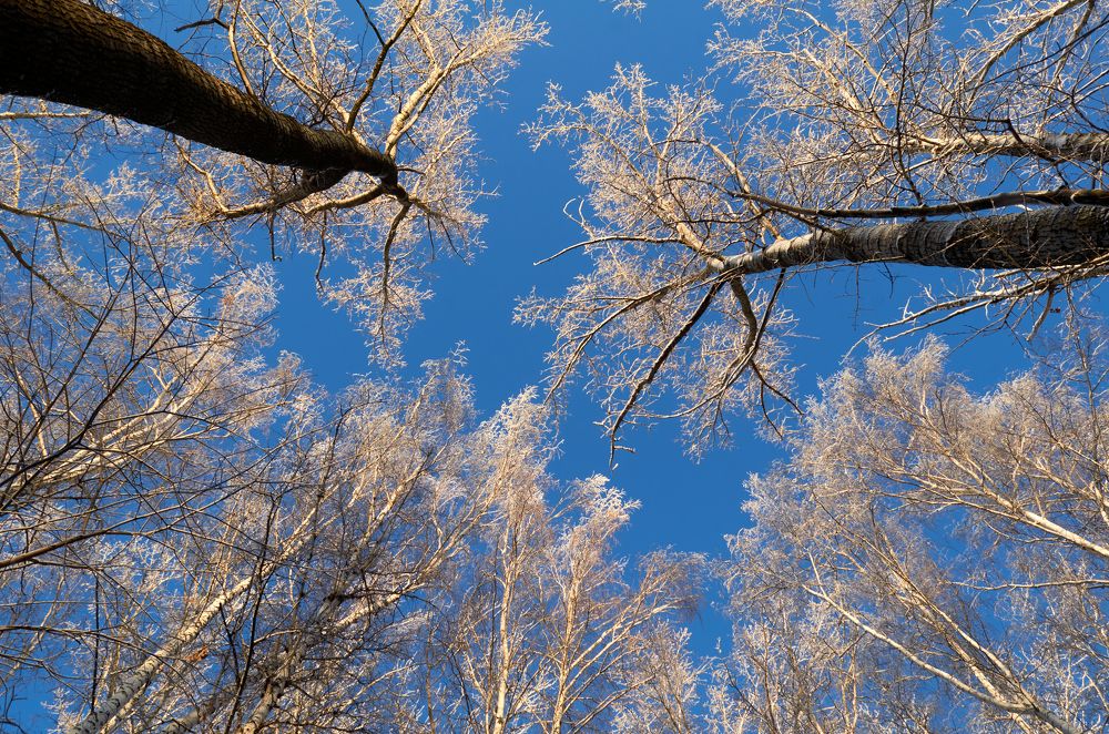 Глядя в небо.