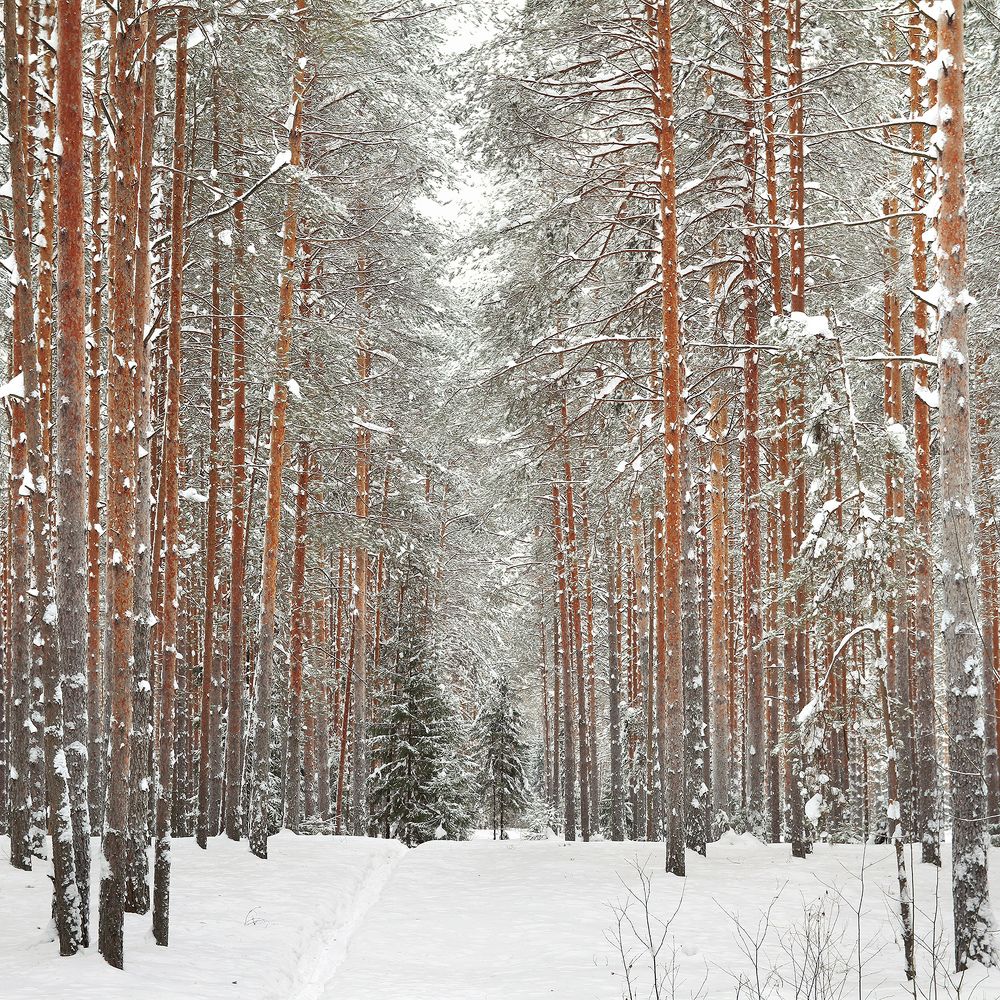 Photograph by Олег Фокин