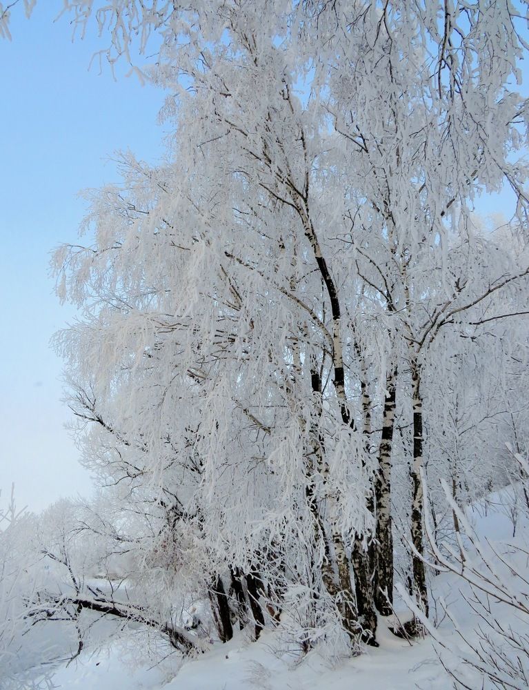 Покрытые серебром