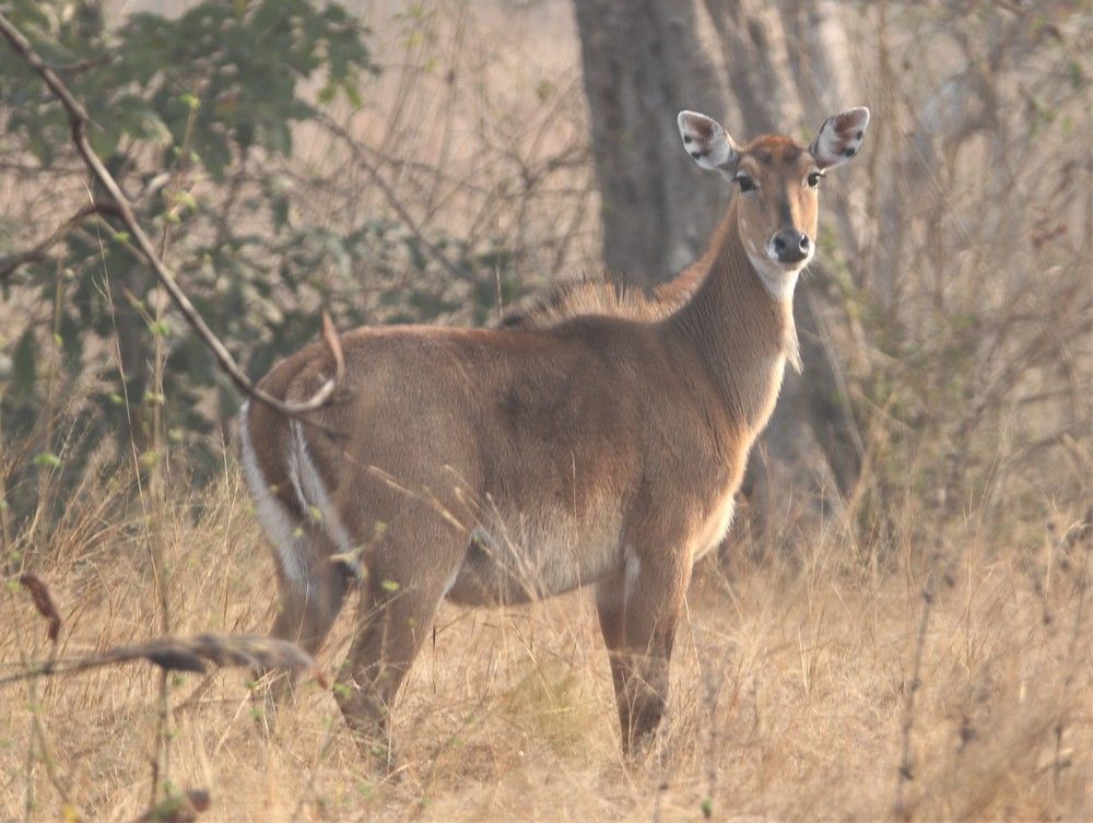 Photograph by Rajeswar Rao Allam