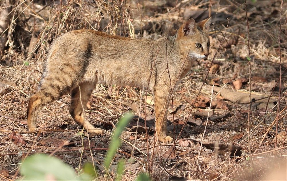 Photograph by Rajeswar Rao Allam