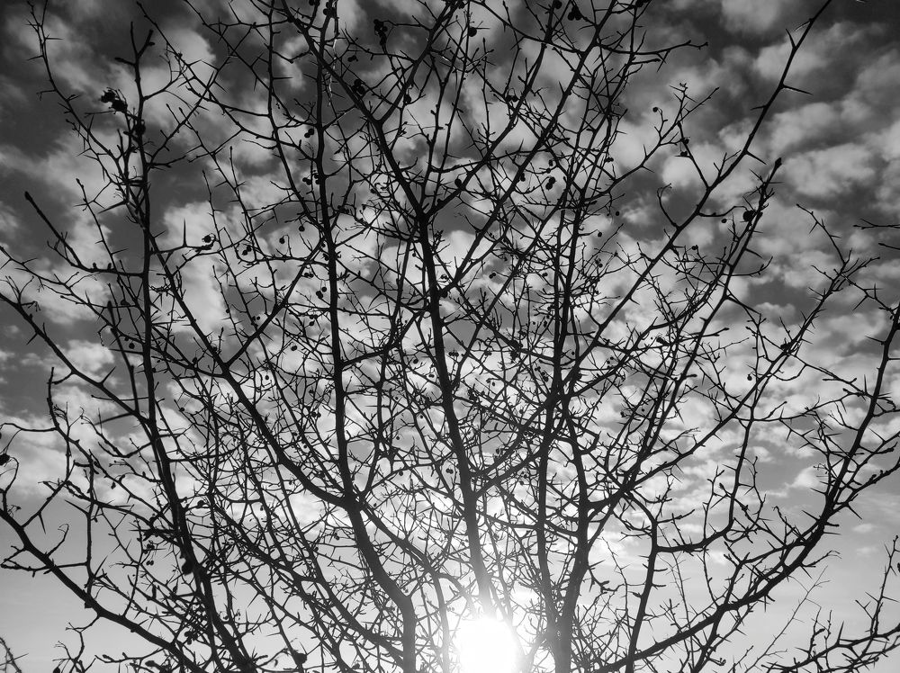 Photograph by Ирина Саттарова