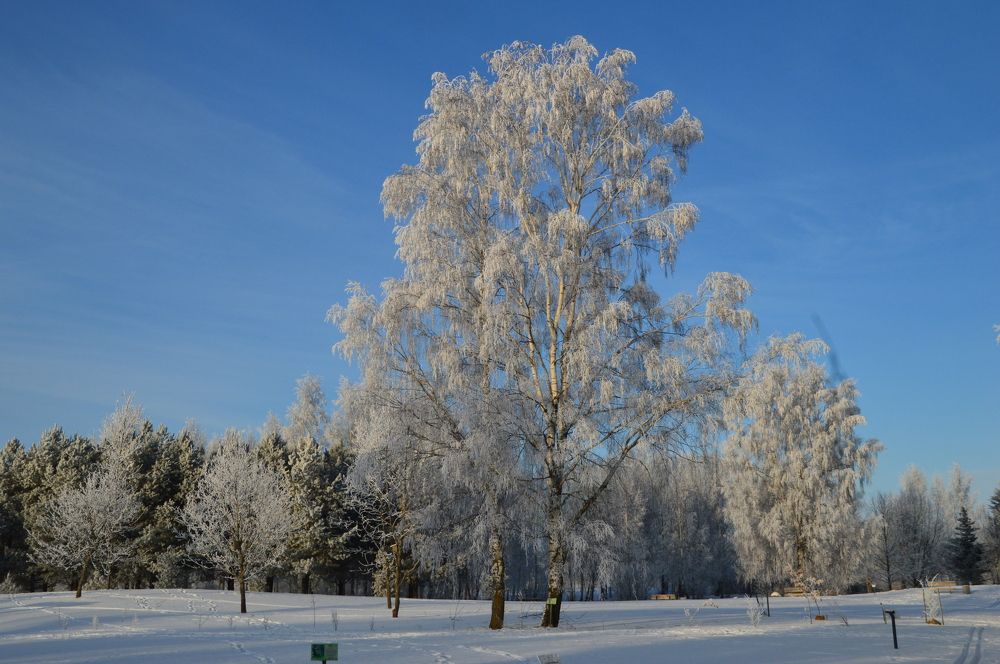 Vienišas beržas šerkšne