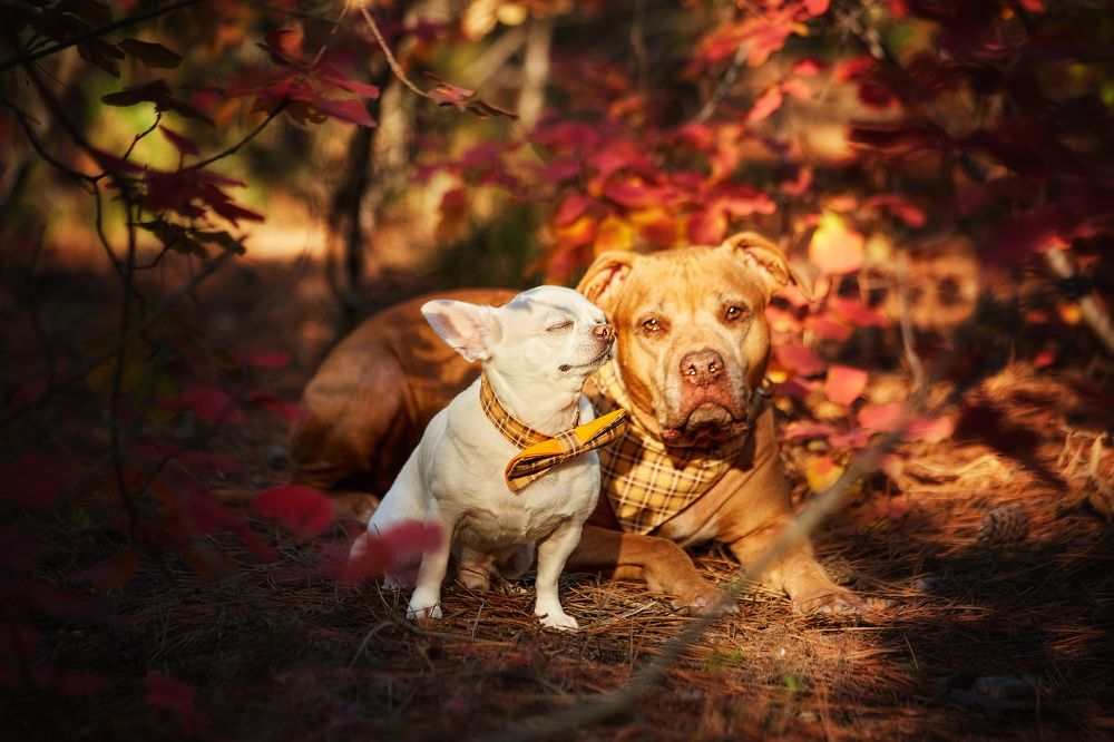 Photograph by Ирина Корх