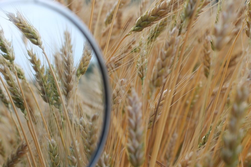 Photograph by Дарья Ващенко-Панкина