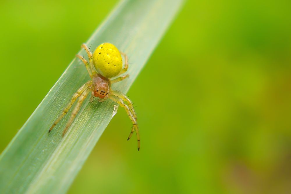 Photograph by ali aliam4x4