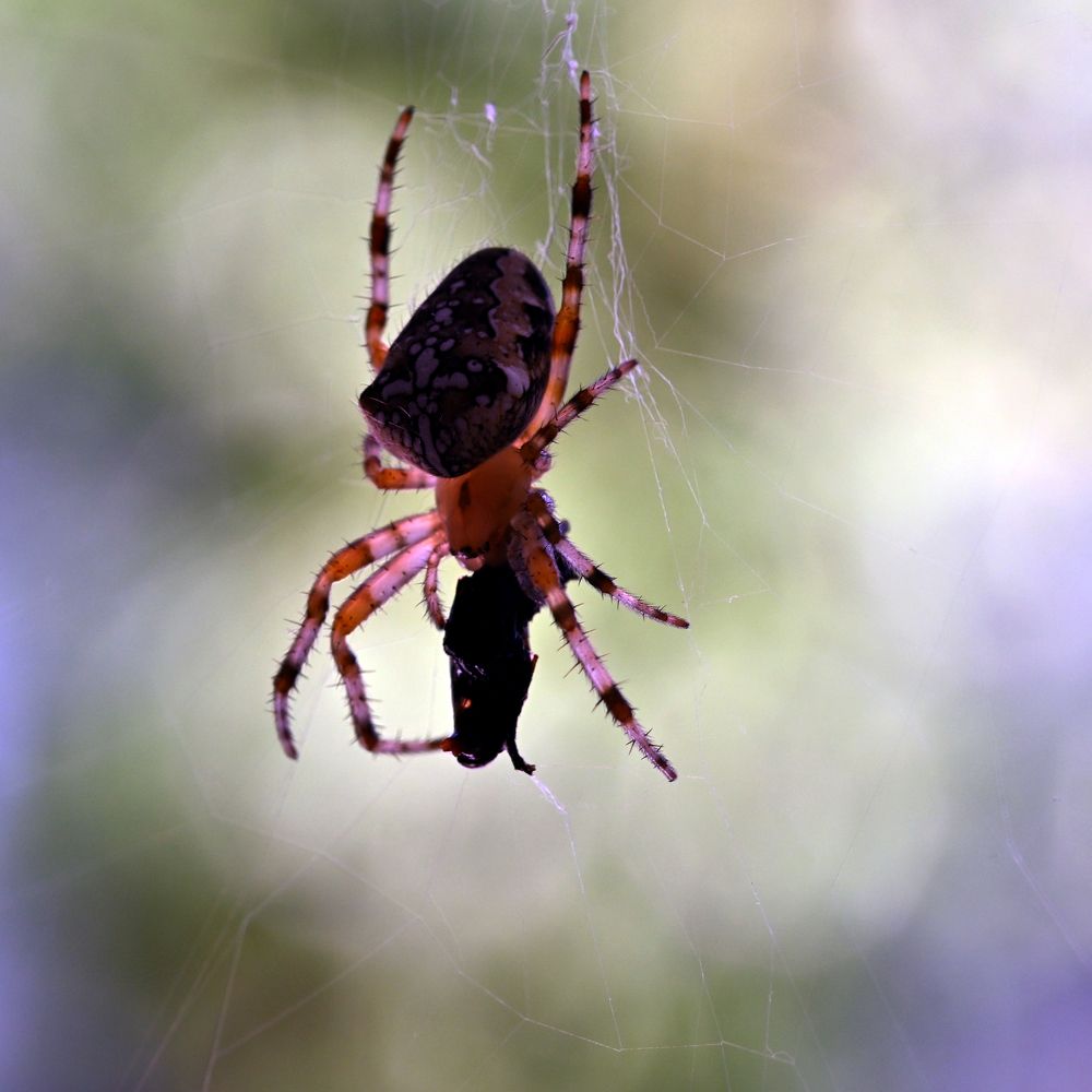 Photograph by Алексей Гордеев