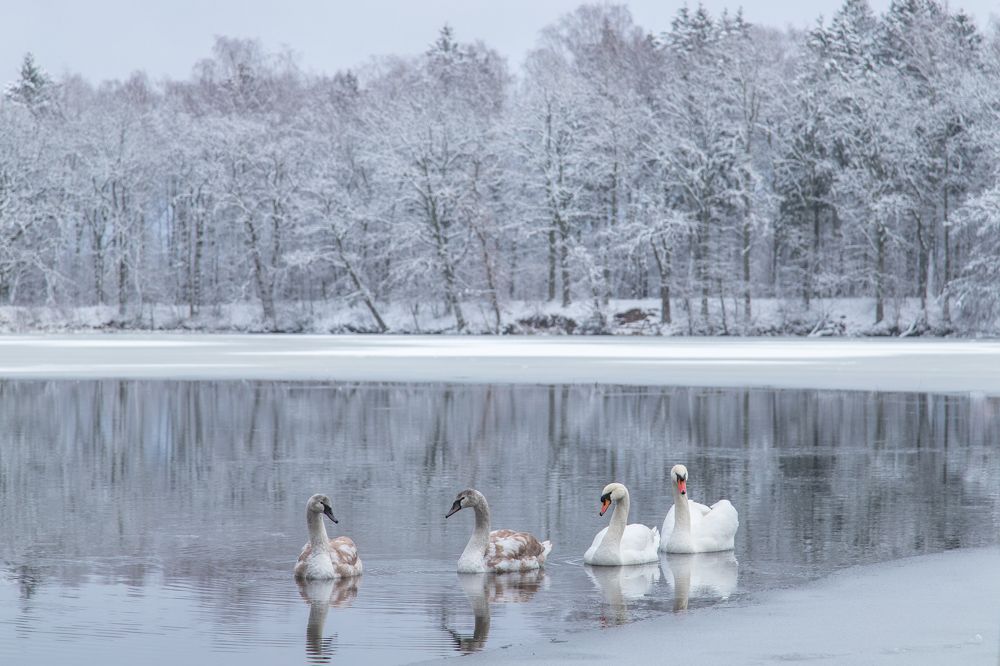 Photograph by Наталья Брюхненко