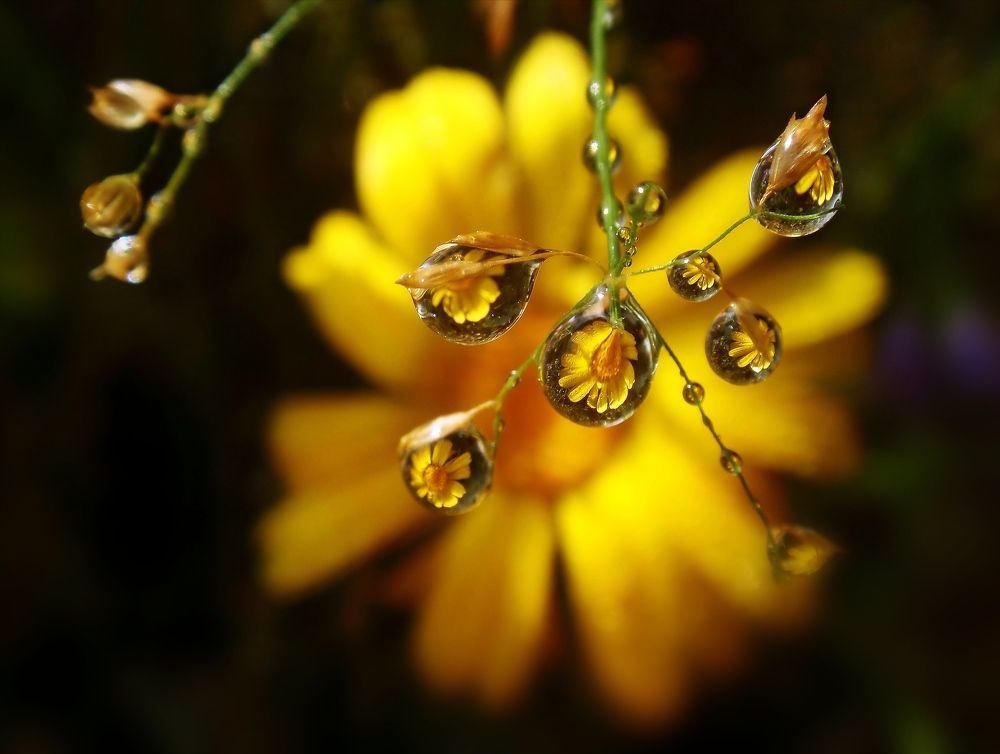 Жёлтый цветок