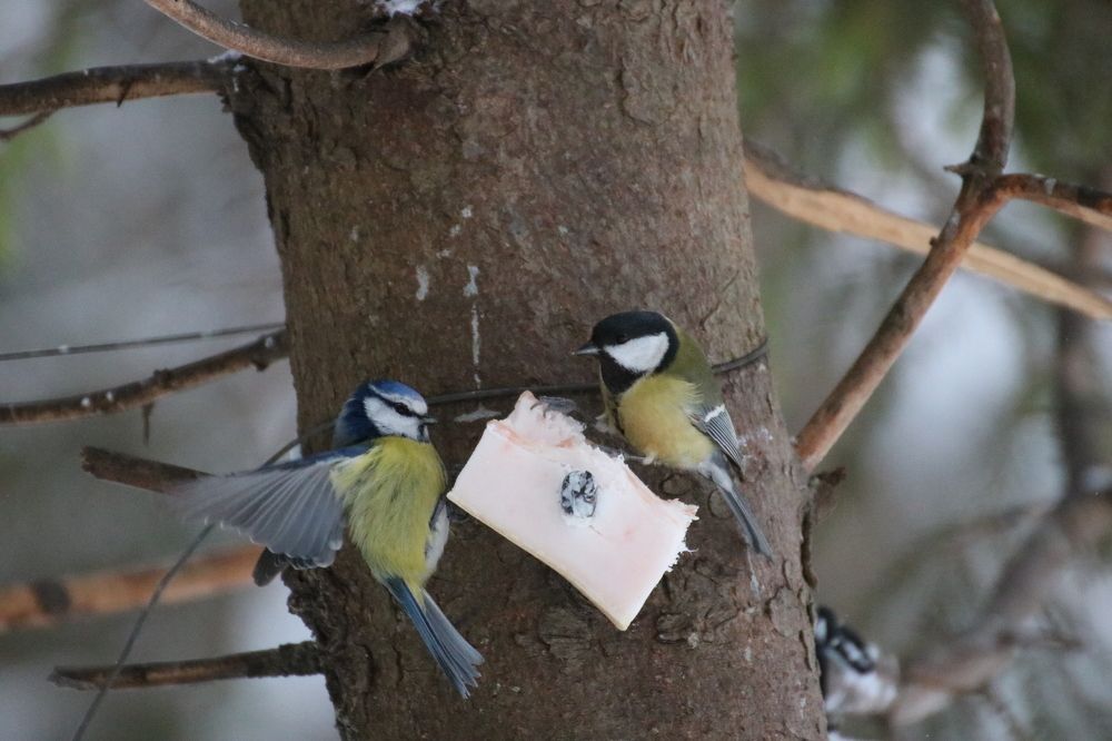 Photograph by Евгения Малафеева