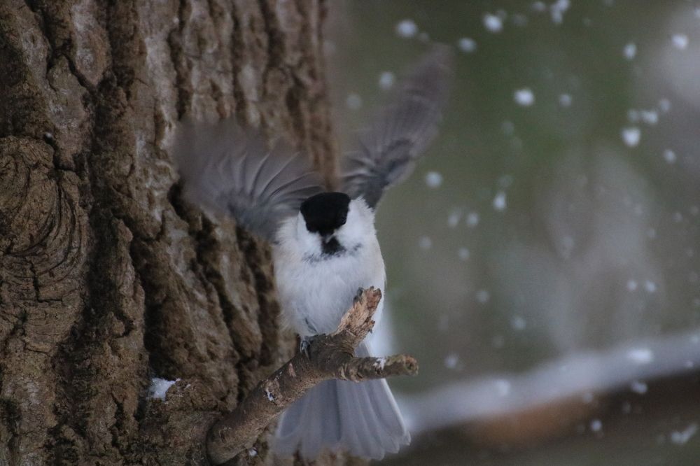 Photograph by Евгения Малафеева