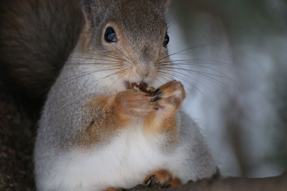 Photograph by Евгения Малафеева