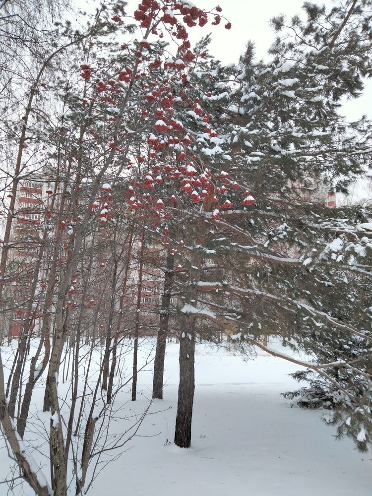 Photo #7066042