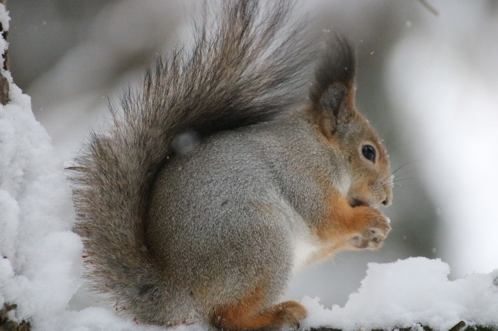 Photograph by Евгения Малафеева