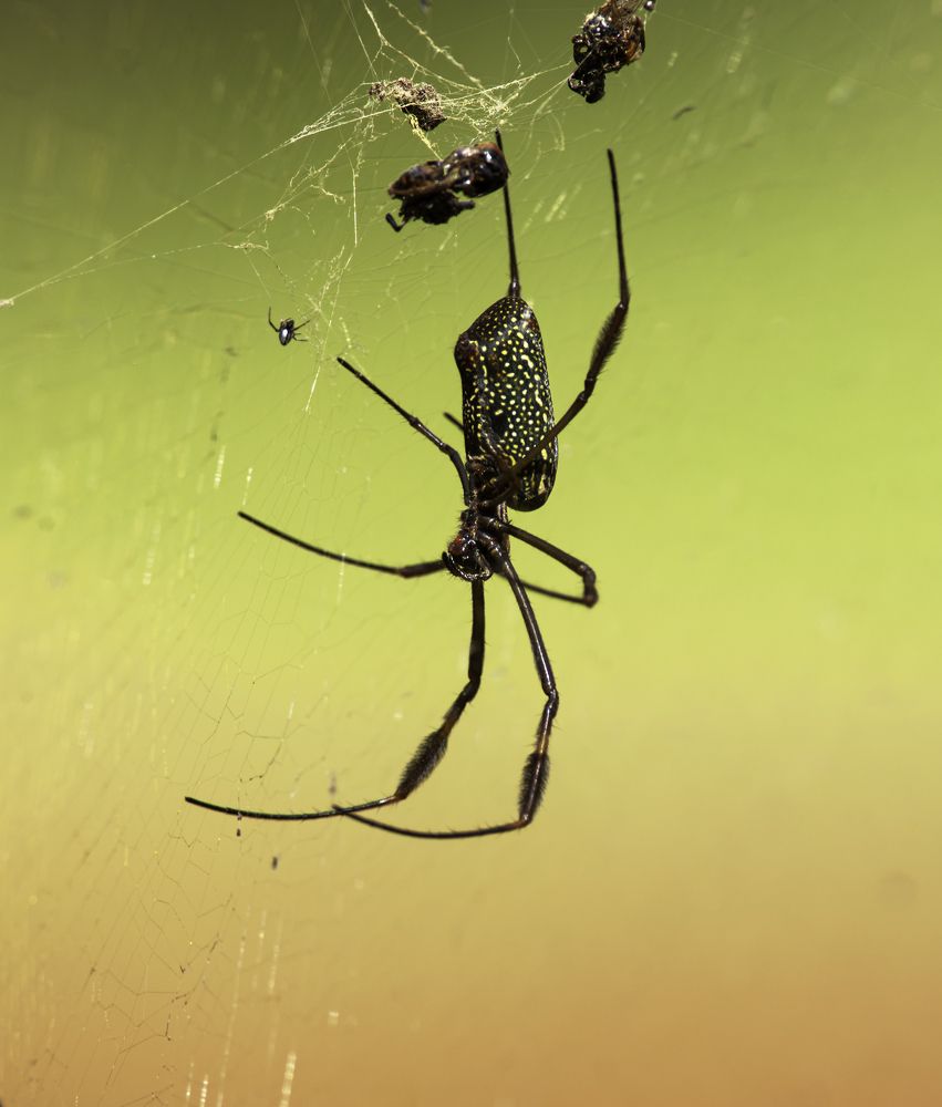 Photograph by Paulo Guerra