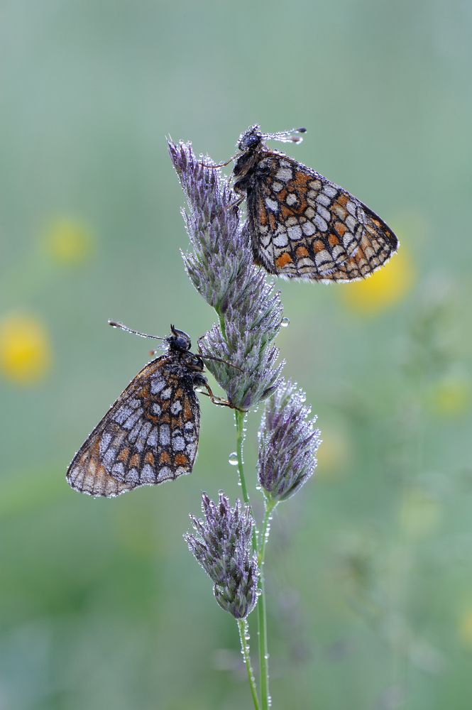 Утренняя свежесть.