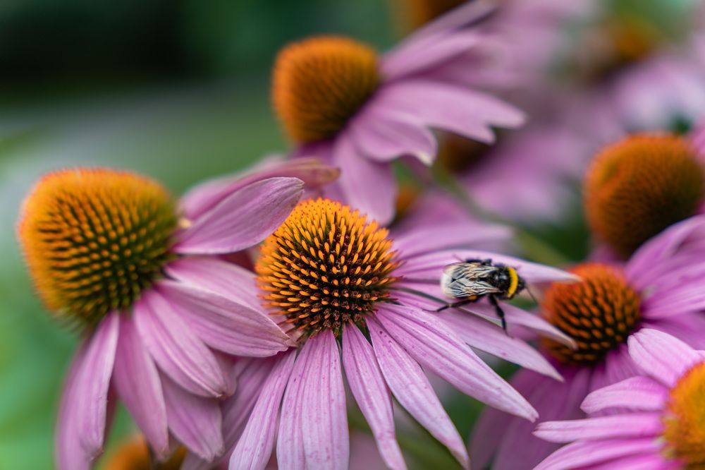 Макро пчелы на цветке