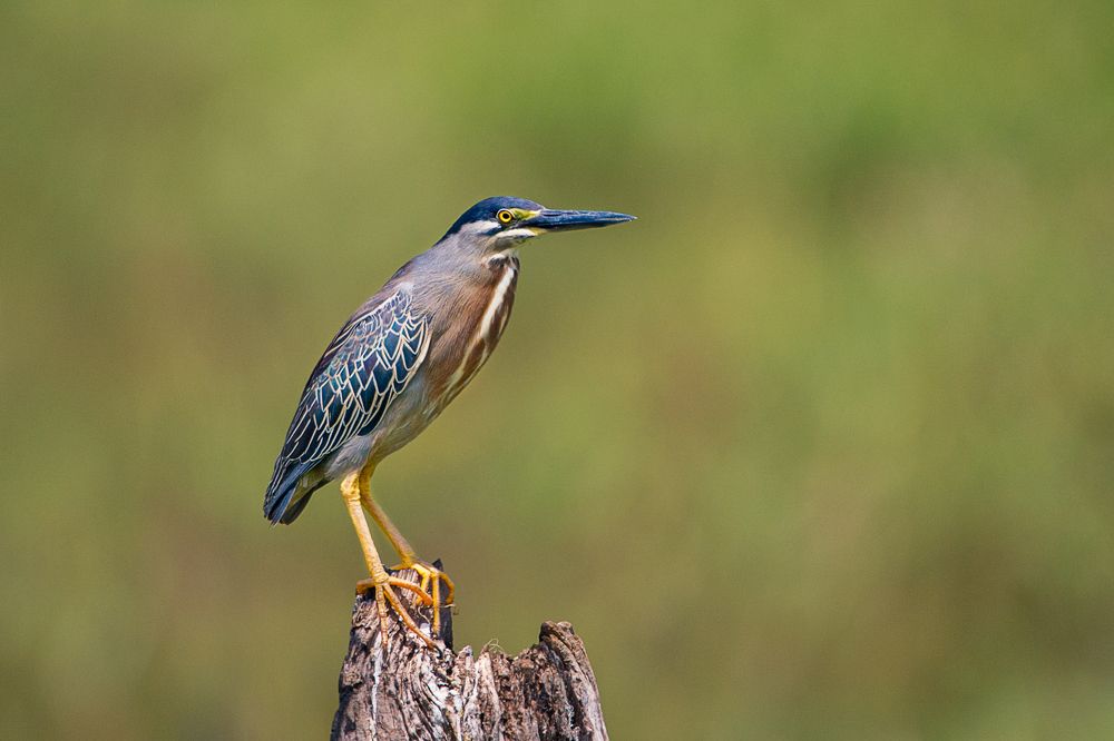 Photograph by Claudio Frateschi