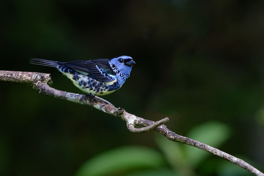 Photograph by Claudio Frateschi