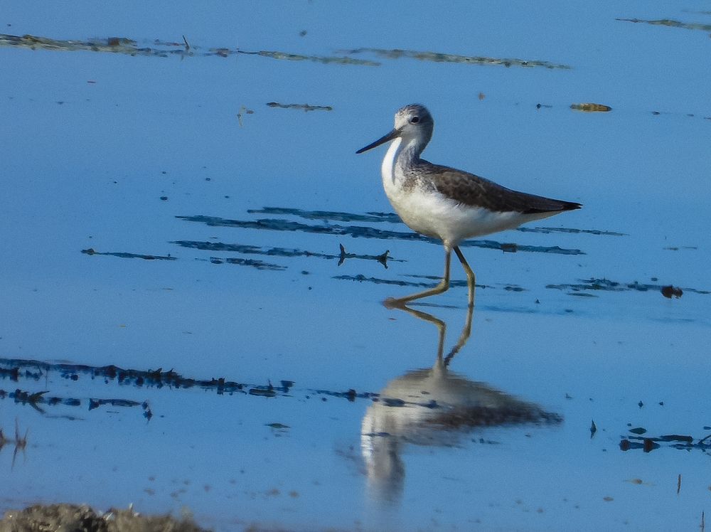 Reflection - Plover