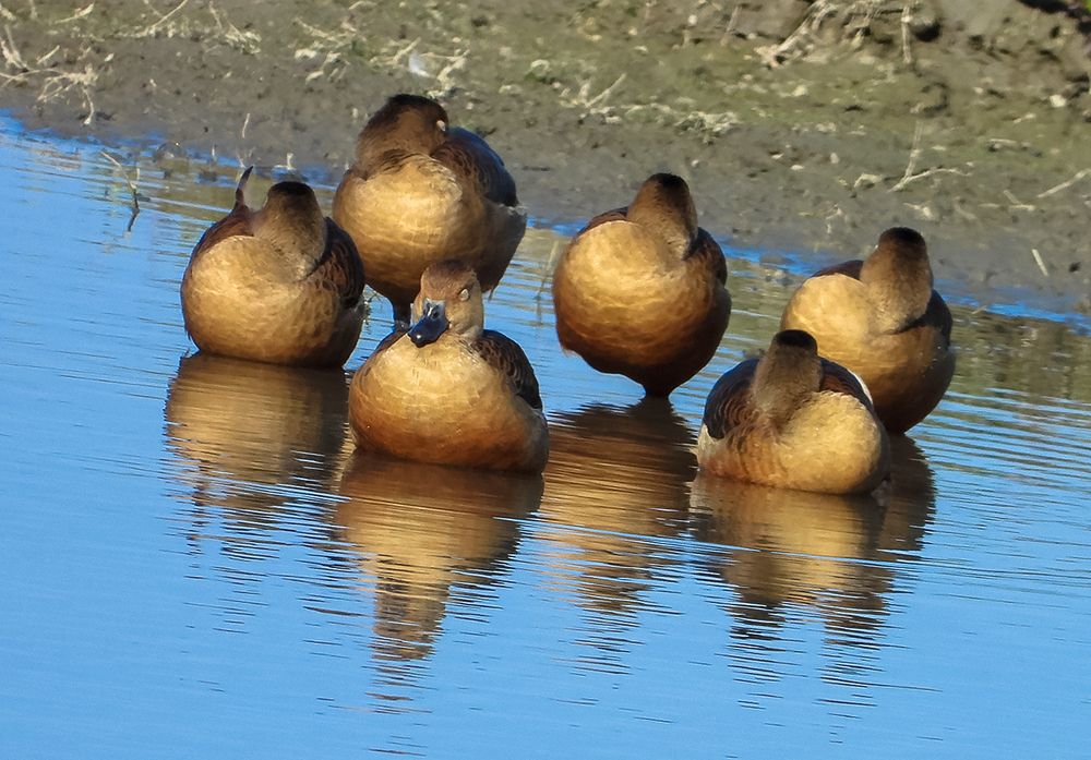 Reflection - Mallard