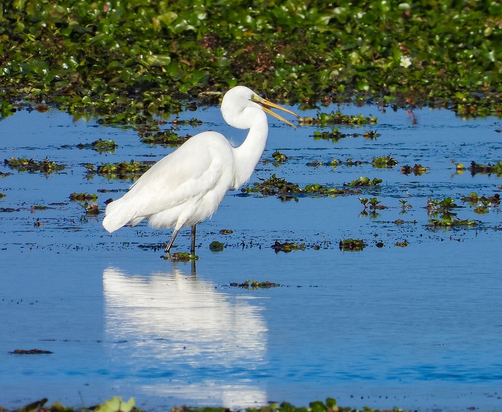 Reflection - Egret