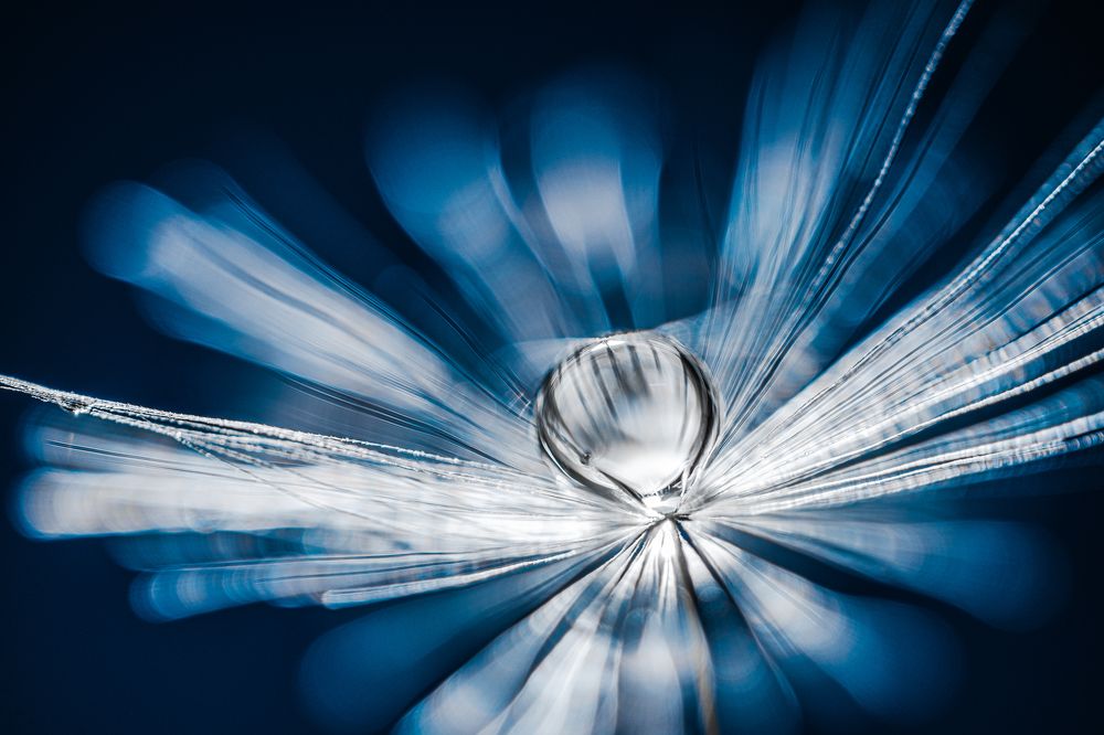 Росинка на одуванчике