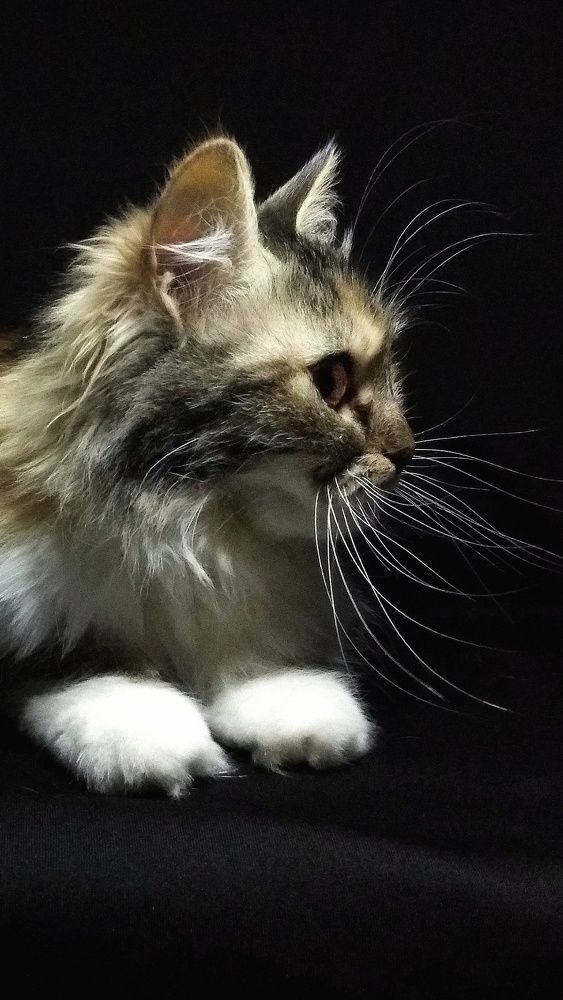 Photograph by Светлана Безъязычная