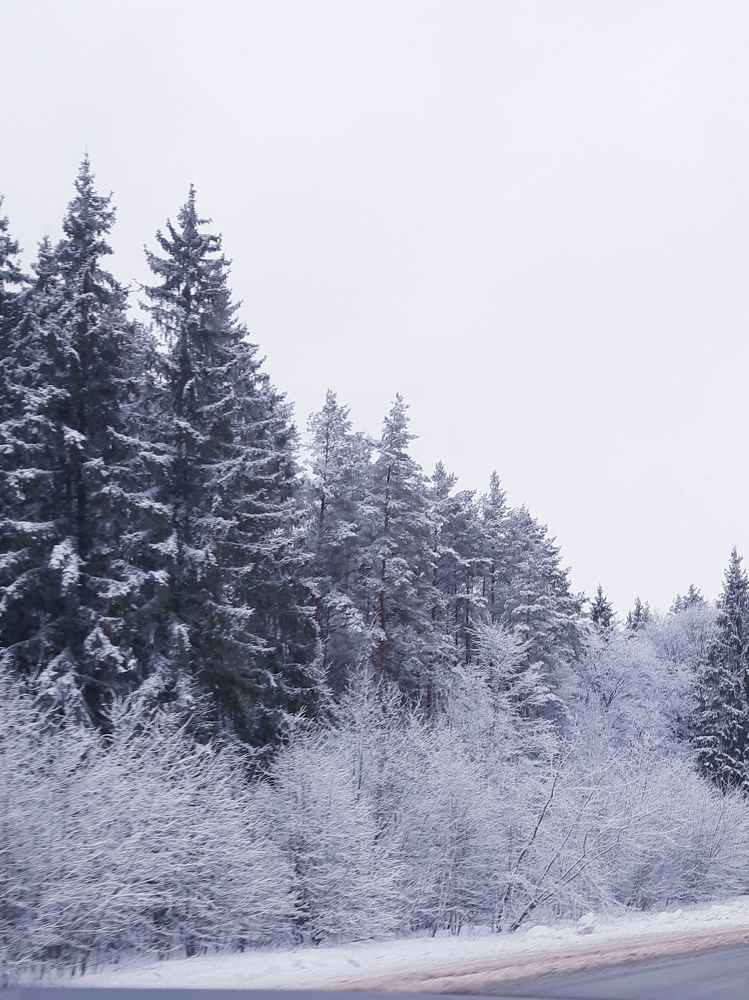 Зимний лес у дороги