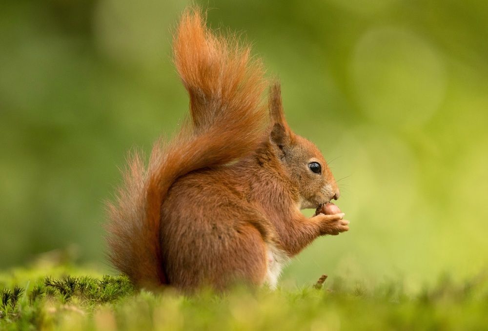 Photograph by Johan Willems