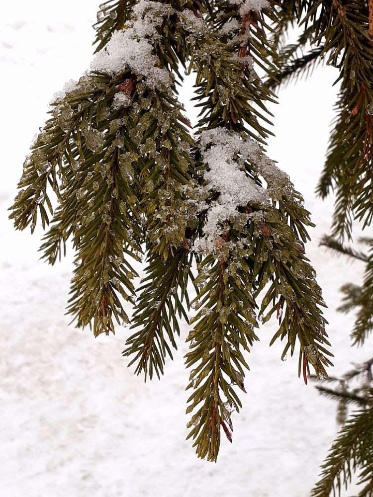 Photograph by Евгения Ульянова