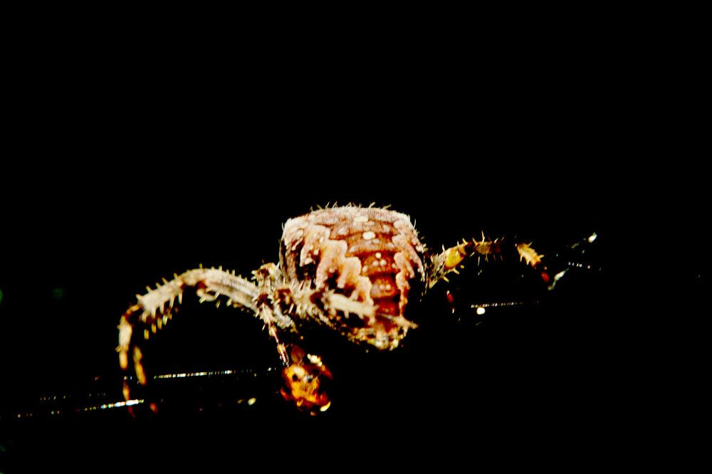 Фотография автора Joe Poldi