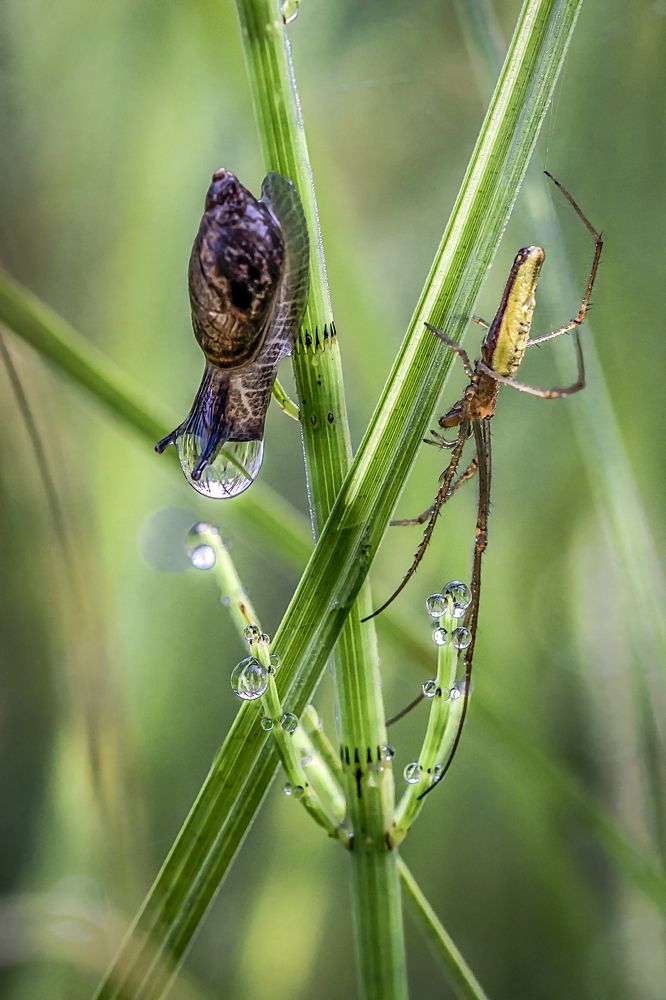 Мой сосед инопланетянин