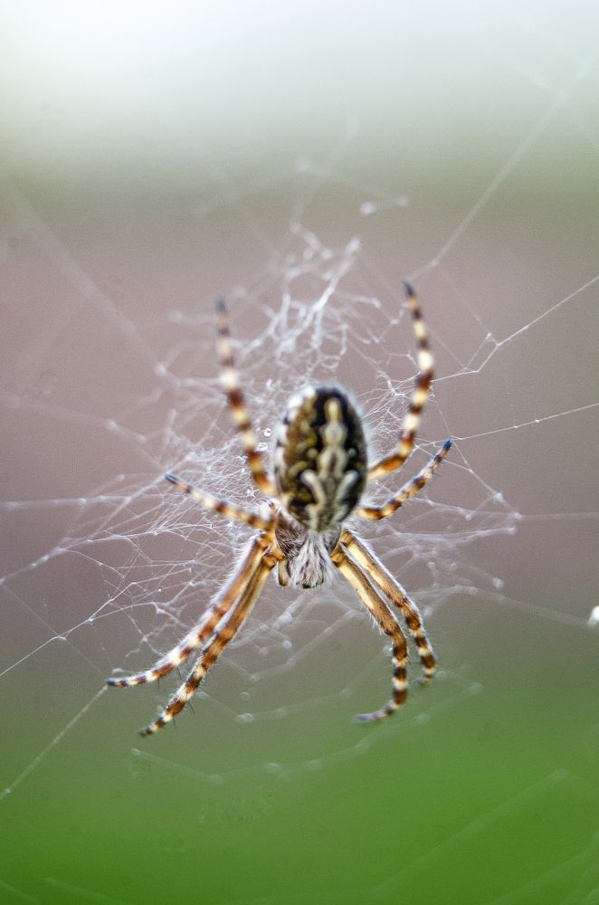 Photograph by Наталья Золотарева