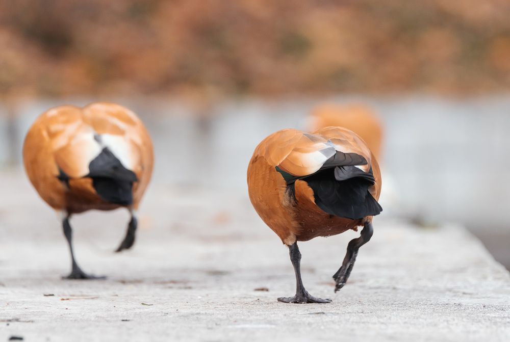 Photograph by Олег Милеев (Каминцев)