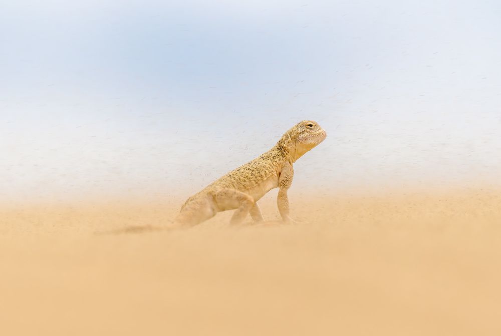 Photograph by Олег Милеев (Каминцев)