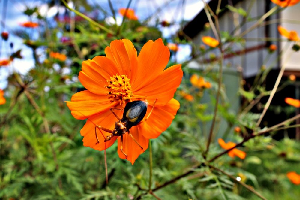 Photograph by Meldon Mare